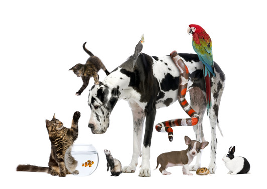 Which Haven Caravan Parks Allow Pets CaraHols co uk